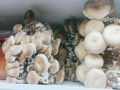 -番食园鲜食火锅(高新店)