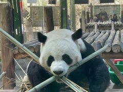 -栾川竹海野生动物园