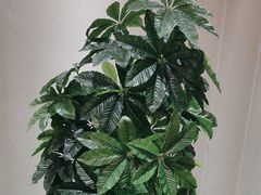 -芦月轩羊蝎子(劲松店)