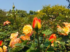 -人民公园(罗湖区)