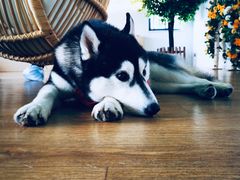 -Husky Go! 哈士奇体验馆·宠物咖啡厅狗咖