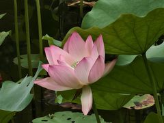 -中山市树木园