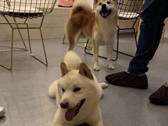 -喜柴咖啡·柴犬狗咖