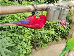 -南宫五洲植物乐园