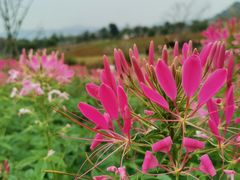 -径山花海