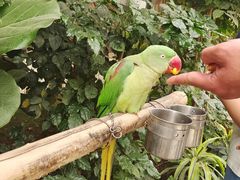 -南宫五洲植物乐园