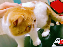 -猫小院猫主题咖啡厅(北锣店)