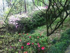 -南山植物园