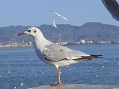 -海埂大坝