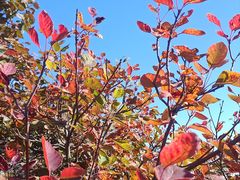 -北京西山国家森林公园