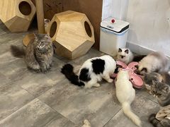 -楼上猫咖(罗湖店)