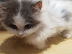 -momokira米努特·德文卷毛猫·棉花面纱犬