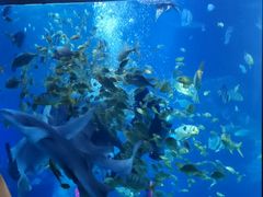 -太平洋海底世界