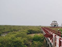 -北海金海湾红树林生态旅游区