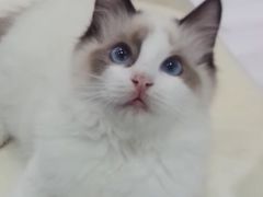 -喵的天空名猫咖啡馆·撸猫·猫舍·用品