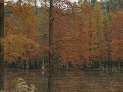 -白鹭湾湿地公园