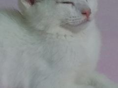 -伟伟宠物医院·瑞派猫友好医院·猫科(光谷店)