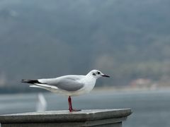 -海埂大坝