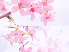 -顾村公园