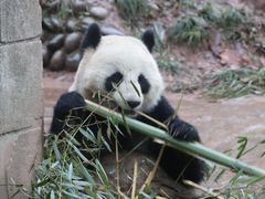 -中国大熊猫保护研究中心雅安碧峰峡基地