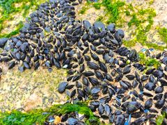 -日照灯塔风景区