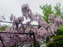 -嘉定紫藤园