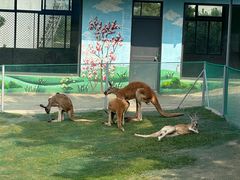 -西霞口神雕山野生动物世界