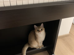-奈斯宠物医院·核磁CT·异宠专科·内镜(中南店)