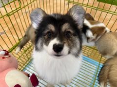 -Let's go狗咖·猫咖·奶狗·桌游(春熙路IFS店)