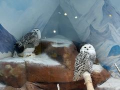 -海合安成都极地海洋公园