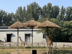 -北京野生动物园