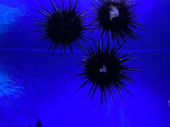 -上海海昌海洋公园
