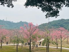 -风云岭森林公园