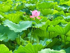 -高子水居