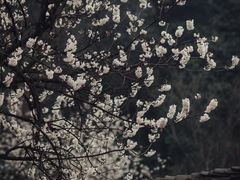 -樱桃山旅游景区