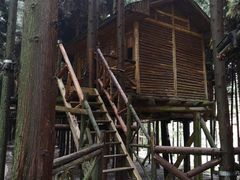 -武陵山森林公园