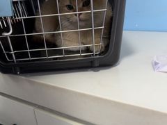 -瑞派福兴宠物医院犬猫全科·骨科·中西医结合(河东店)