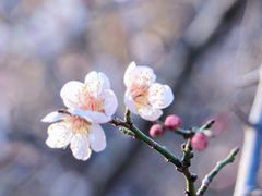 -洛阳市隋唐城遗址植物园