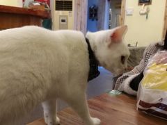 -猫色咖啡·猫咖