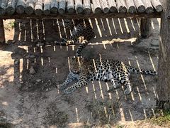 -西霞口神雕山野生动物世界