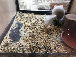 -Moni星球萌宠·小马宝莉·灵蛇·高端高阶全萌宠互动体验俱乐部(红豆国际广场店)