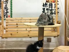 -楼上猫咖(罗湖店)