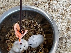 -怪兽屋·羊驼·猫咖·狗咖(俊华广场店)