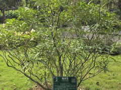 -广西壮族自治区药用植物园