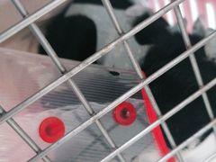 -宠福鑫康馨动物医院·骨科·眼科
