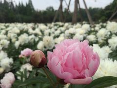 -桤木河湿地公园