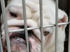 -艾贝尔宠物诊疗