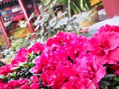 -白家大院·王府宫廷菜(苏州街店)