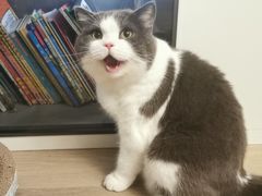 -PETKIT小佩宠物·低压洗护(国顺东路店)