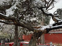 -泰山风景名胜区-普照寺
